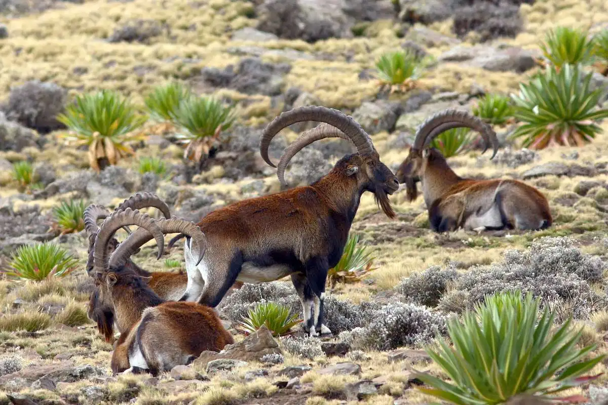 Agelgil Ethiopia Tours and Travel